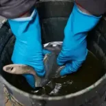 Guantes de látex  9950 Shark azules diamantados 50 uds.